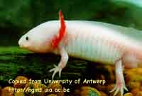 A white axolotl