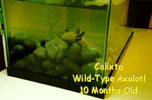 Calixto - 10 months old